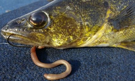 Take This Ohio Walleye Survey and Provide Feedback on the Fishery