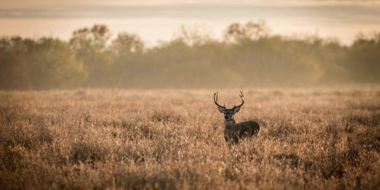 The Brand That Started as a Brand: The King Ranch Saddle Shop