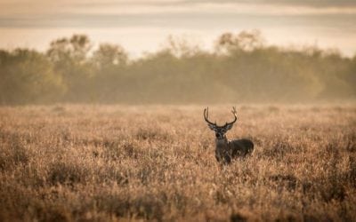 The Brand That Started as a Brand: The King Ranch Saddle Shop