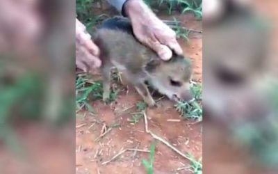 The Meanest Piglet On the Planet