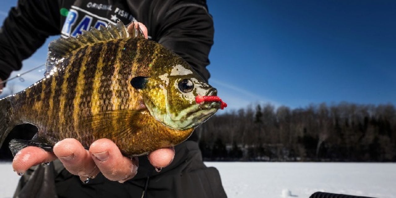 The Weedbed Connection for Late-Ice Gills
