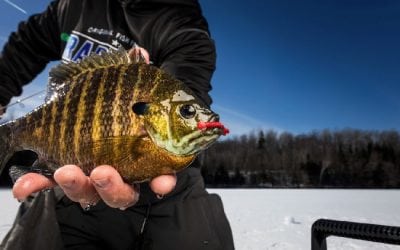 The Weedbed Connection for Late-Ice Gills