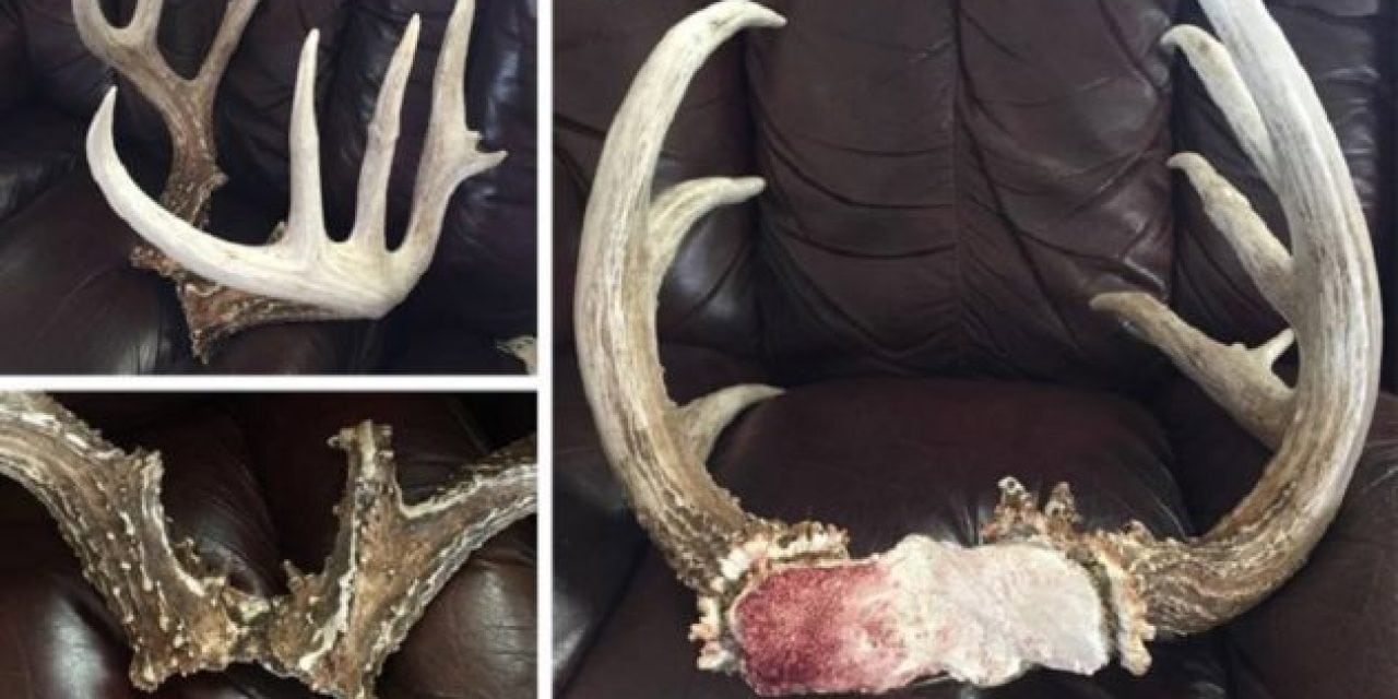 These Kansas Shed Antlers Are Drop-Dead Weird