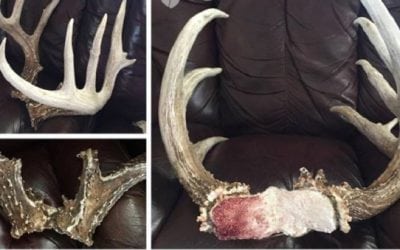 These Kansas Shed Antlers Are Drop-Dead Weird