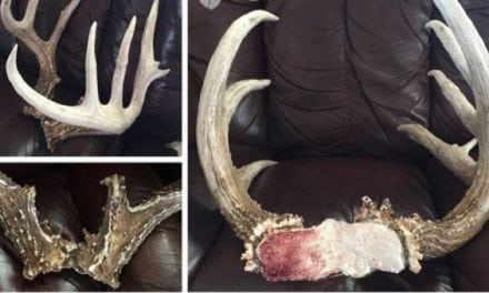 These Kansas Shed Antlers Are Drop-Dead Weird