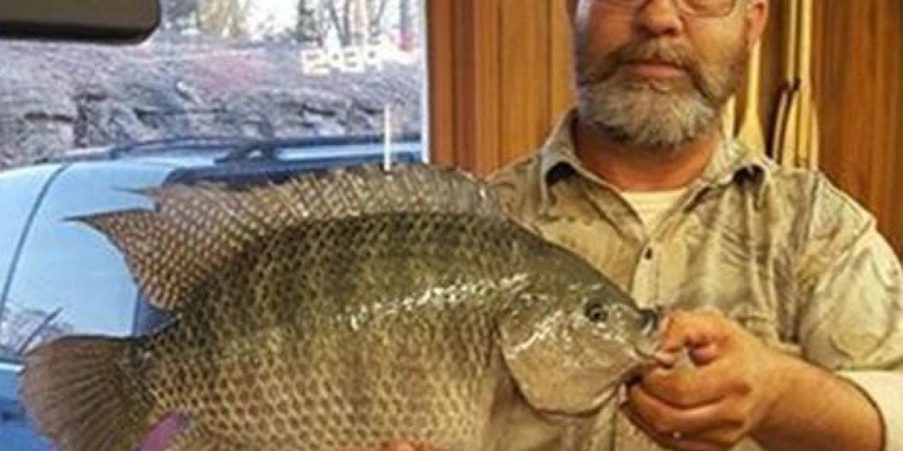 They Grow them Big In Tennessee: State Record Tilapia Caught