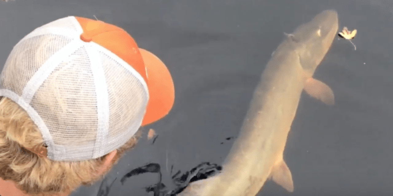 This Is Why You Fly Fish for Muskies