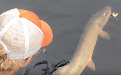 This Is Why You Fly Fish for Muskies
