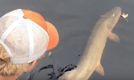 This Is Why You Fly Fish for Muskies