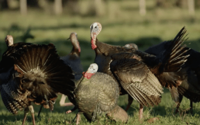 This Mossy Oak Video Proves Some Are ‘Obsessed’