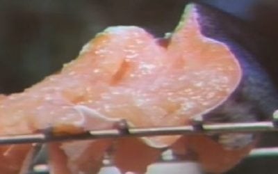 Throwback Thursday: Smoking Salmon in 1978