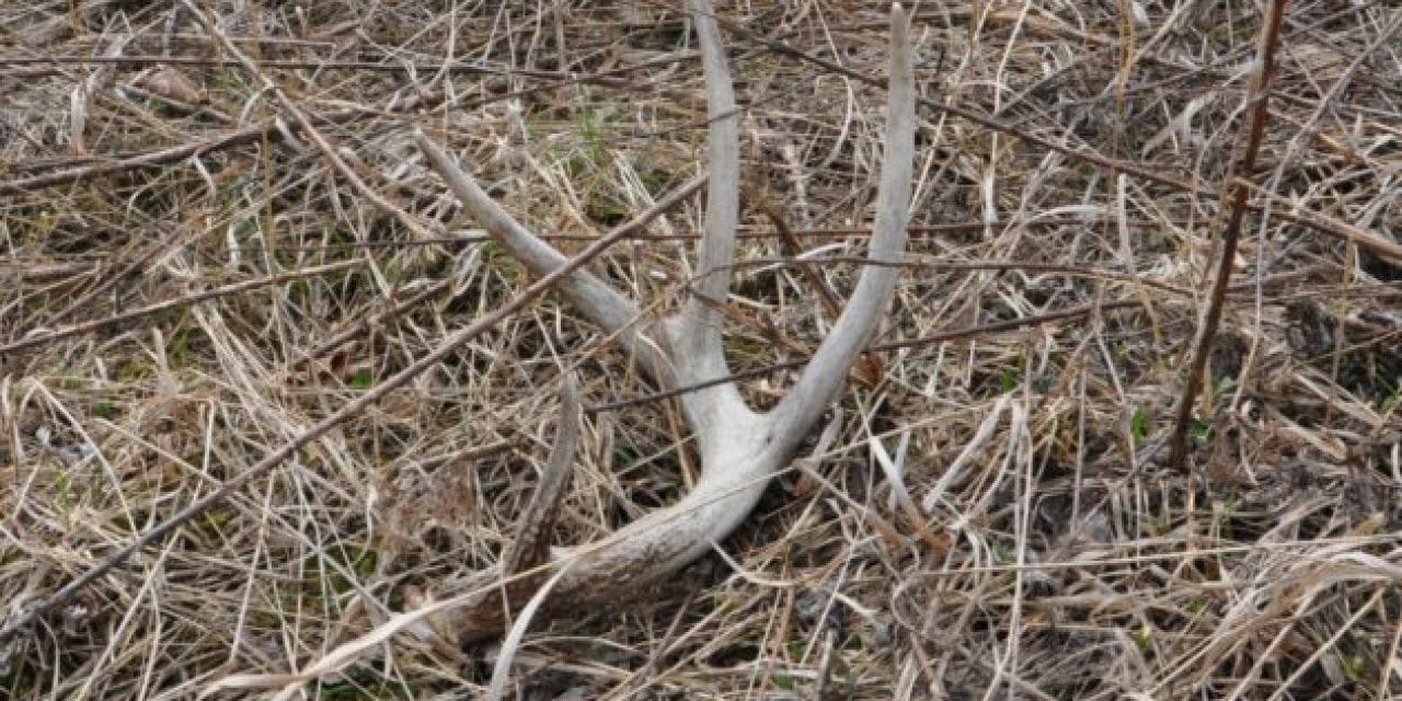 Top 8 States for Shed Hunting