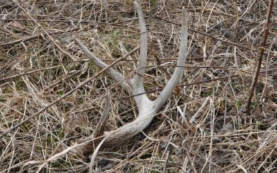 Top 8 States for Shed Hunting