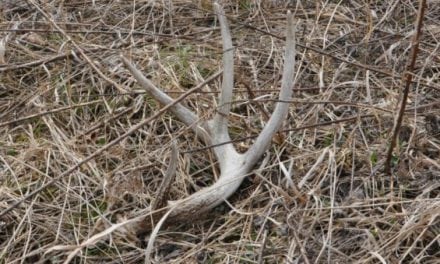 Top 8 States for Shed Hunting