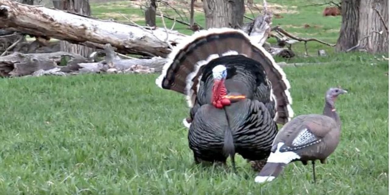 Turkey Headshot Highlight Reel Will Leave You Drooling