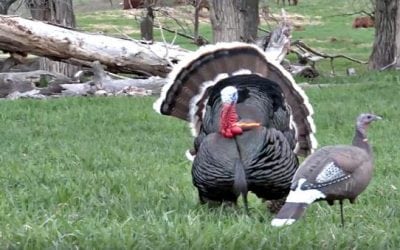 Turkey Headshot Highlight Reel Will Leave You Drooling