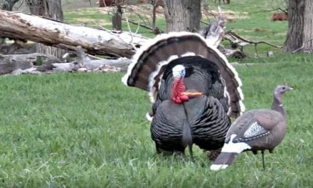 Turkey Headshot Highlight Reel Will Leave You Drooling