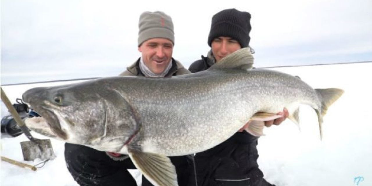 Video: Big Manitoba Lake Trout Barely Fits Through the Hole in the Ice