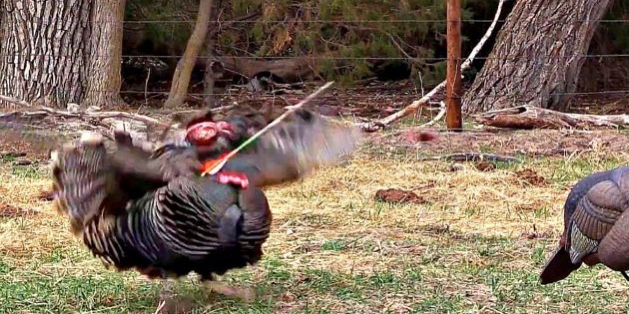 Video: Broadhead Completely Decapitates Gobbler