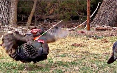 Video: Broadhead Completely Decapitates Gobbler