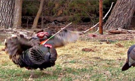 Video: Broadhead Completely Decapitates Gobbler