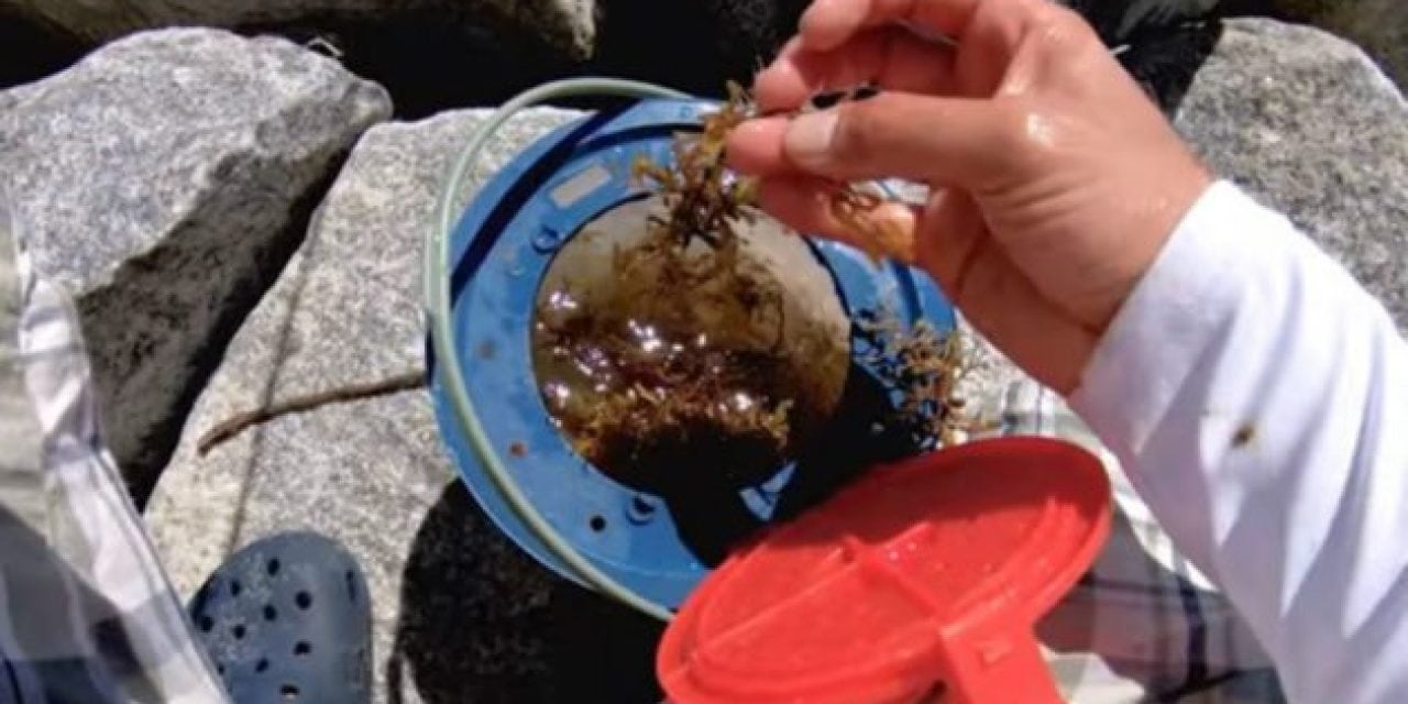 Video: Can You Catch Fish Using Seaweed as Bait?