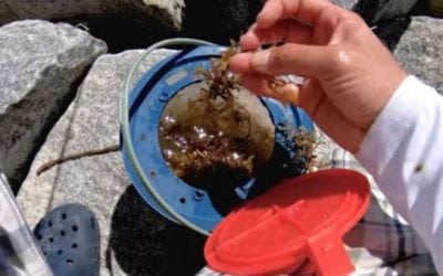 Video: Can You Catch Fish Using Seaweed as Bait?