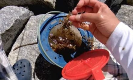 Video: Can You Catch Fish Using Seaweed as Bait?