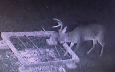 Video: Do Antler Traps Work? This One Did and Here’s the Video to Prove It