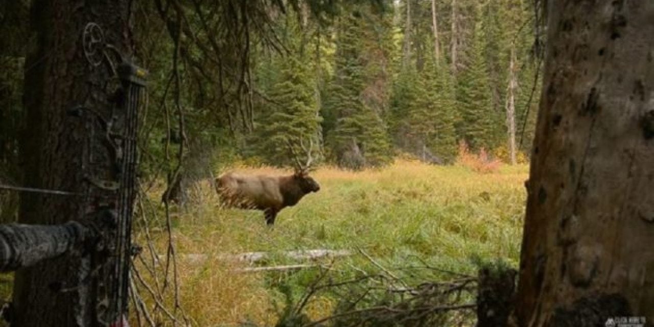 Video: Epic Elk Hunt Will Have You on the Edge of Your Seat