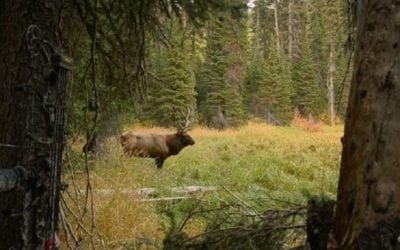 Video: Epic Elk Hunt Will Have You on the Edge of Your Seat