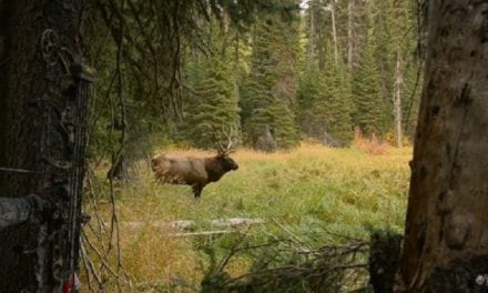 Video: Epic Elk Hunt Will Have You on the Edge of Your Seat