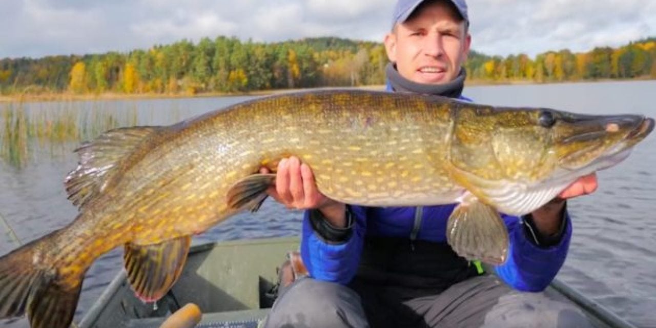 Video: Here’s Why You Need to go Pike Fishing in Sweden