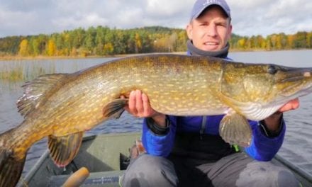 Video: Here’s Why You Need to go Pike Fishing in Sweden