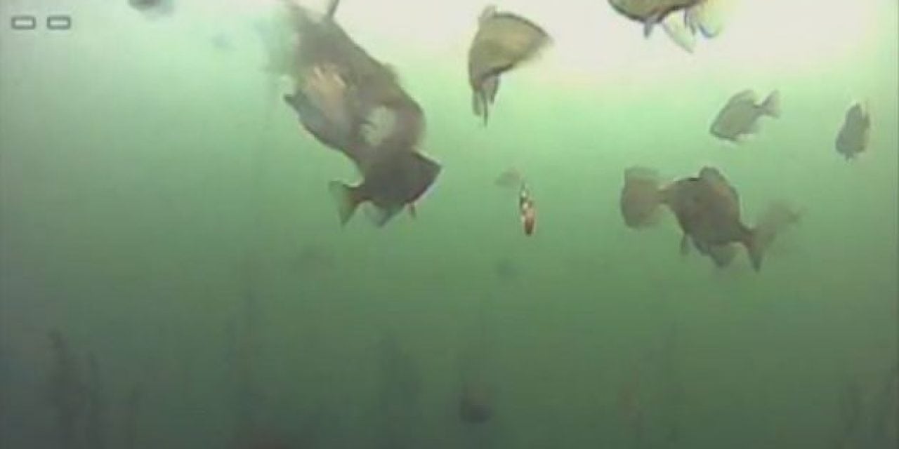 Video: It’s Lights Out for This Unlucky Bluegill, Quite Literally