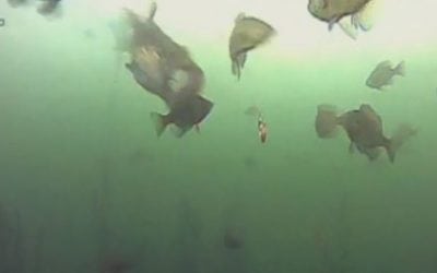 Video: It’s Lights Out for This Unlucky Bluegill, Quite Literally