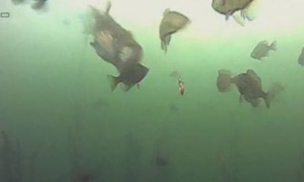 Video: It’s Lights Out for This Unlucky Bluegill, Quite Literally