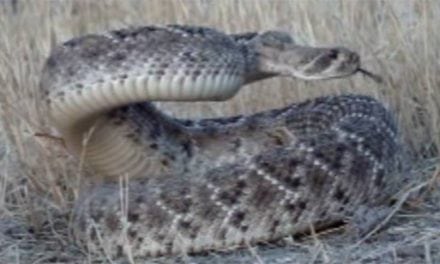 Video: Picture-Perfect Rattlesnake Headshot with a Bow