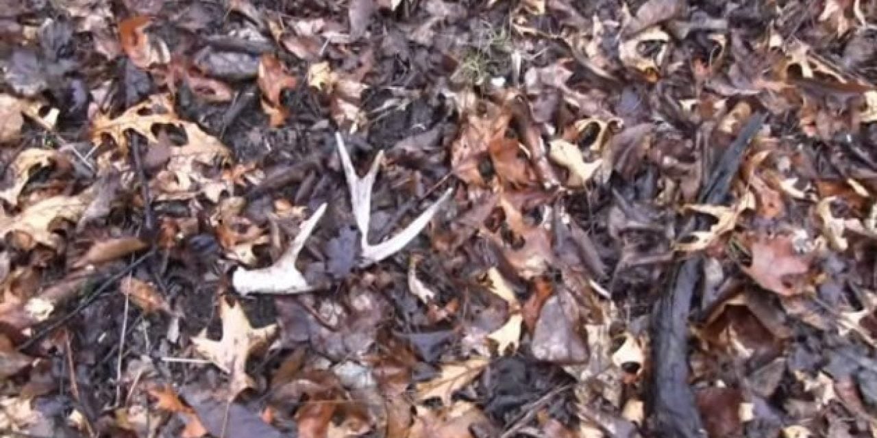 Video: This is Why Shed Antlers Are Easier to Find on Cloudy Days