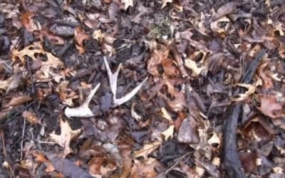 Video: This is Why Shed Antlers Are Easier to Find on Cloudy Days