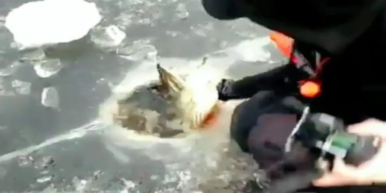 Video: To Ice a Muskie This Big You Might Need a Bigger Hole