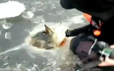 Video: To Ice a Muskie This Big You Might Need a Bigger Hole