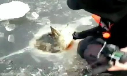 Video: To Ice a Muskie This Big You Might Need a Bigger Hole
