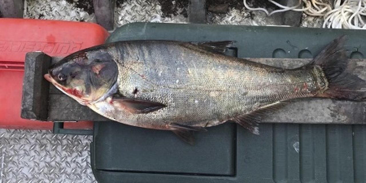 Wall of Sound designed to Stop Invasive Carp in Mississippi Basin