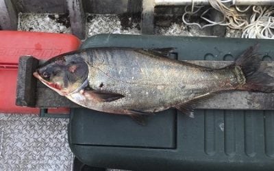 Wall of Sound designed to Stop Invasive Carp in Mississippi Basin