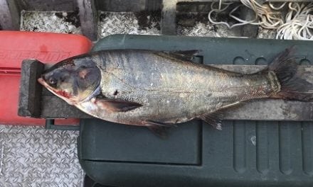 Wall of Sound designed to Stop Invasive Carp in Mississippi Basin