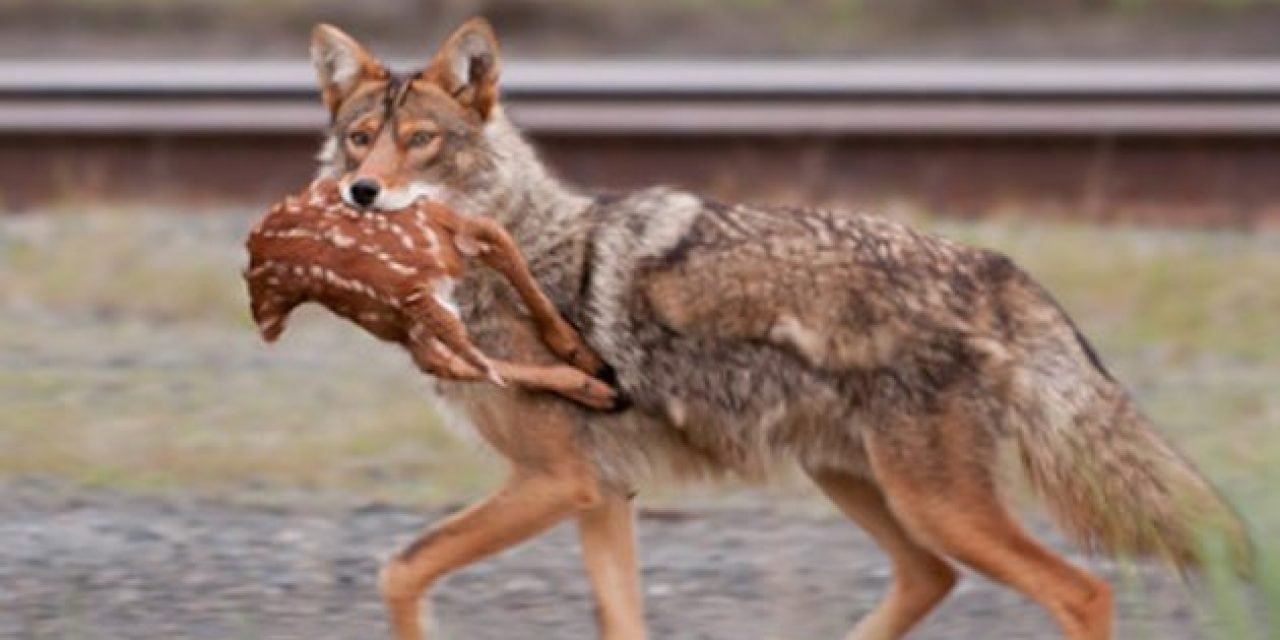 Want a Lifetime Hunting and Fishing License? Enter Georgia’s Coyote Challenge