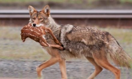 Want a Lifetime Hunting and Fishing License? Enter Georgia’s Coyote Challenge