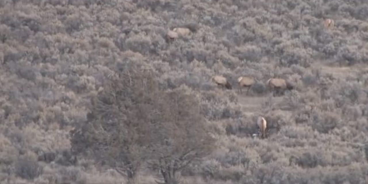 Watch Wayne van Zwoll’s New Mexico Elk Hunt with a 6.5 Creedmoor