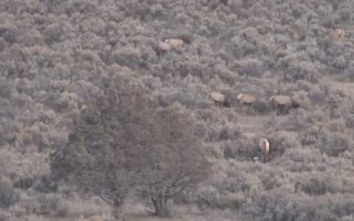 Watch Wayne van Zwoll’s New Mexico Elk Hunt with a 6.5 Creedmoor